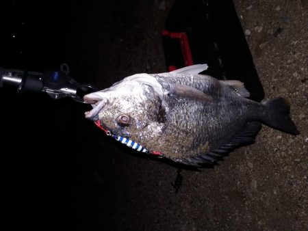 20数年振り。。。